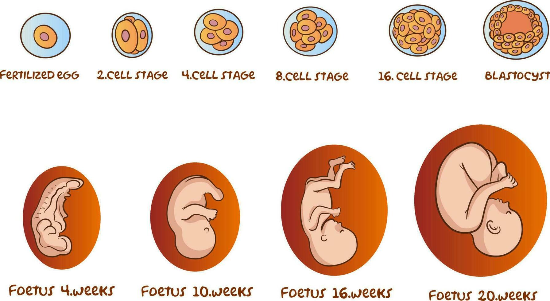 Diagram showing human embryonic and foetal development vector illustration