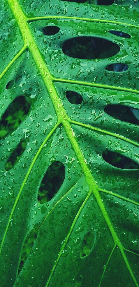 Close up water drop on tropical green leaf after raining day. Abstract art and Nature background. The scientific name of tree is Monstera deliciosa. Natural wallpaper and Fresh in blue filter tone. photo