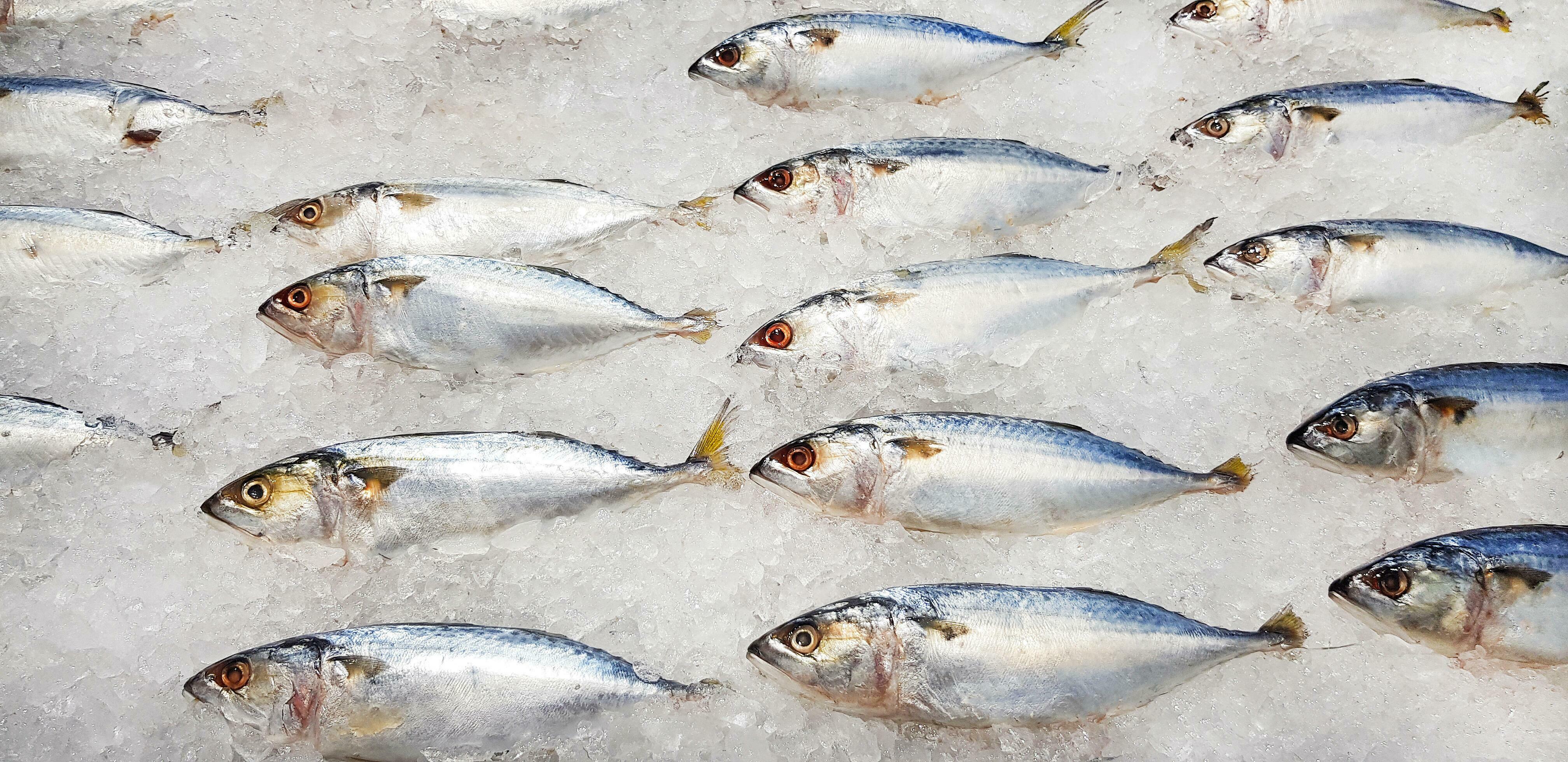 Many fresh mackerel fish on ice with copy space for sale at seafood