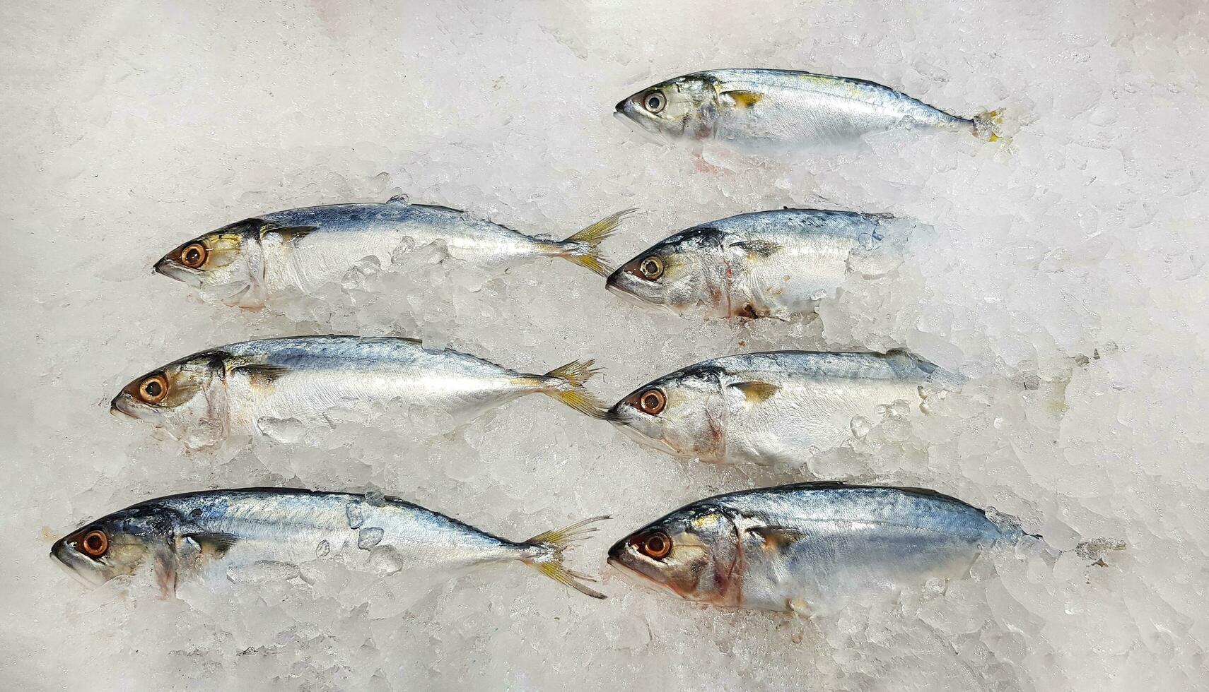 Many fresh mackerel fish on ice with copy space for sale at seafood market or supermarket. Group of animal freezing to prepare food and cooking photo