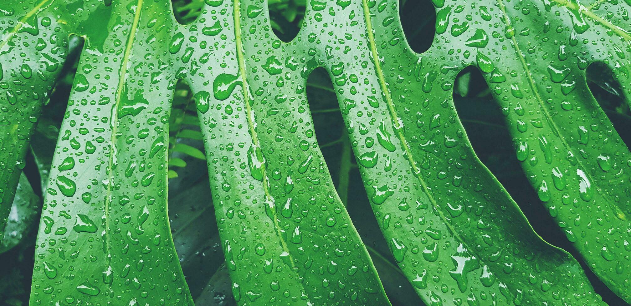 Close up water drop on tropical green leaf after raining day. Abstract art and Nature background. The scientific name of tree is Monstera deliciosa. Natural wallpaper and Fresh in vintage tone. photo