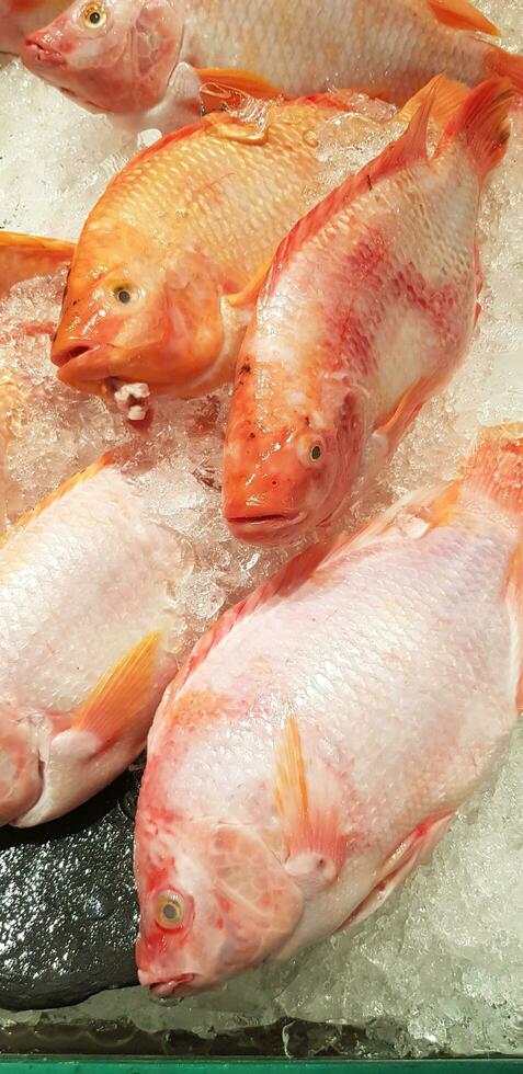 Many fresh tilapia farm fish putting and freeze on ice for sale at fish market or supermarket - Animal for food, Ingredient and Cooking concept photo
