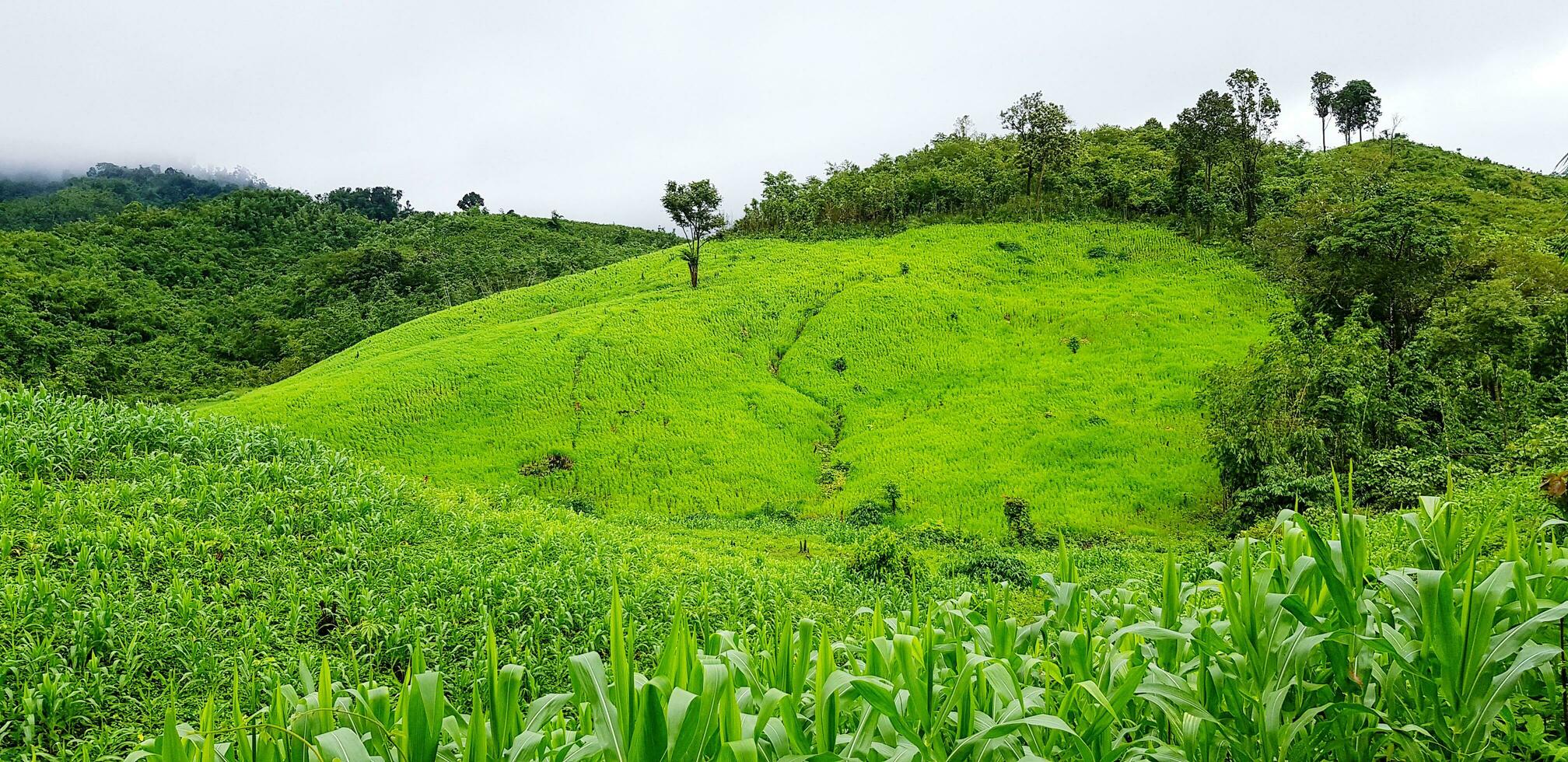 hermosa paisaje natural vista. maíz granja con verde montaña, árbol y cielo para antecedentes o fondo de pantalla. belleza de naturaleza y cosecha de agricultura concepto foto