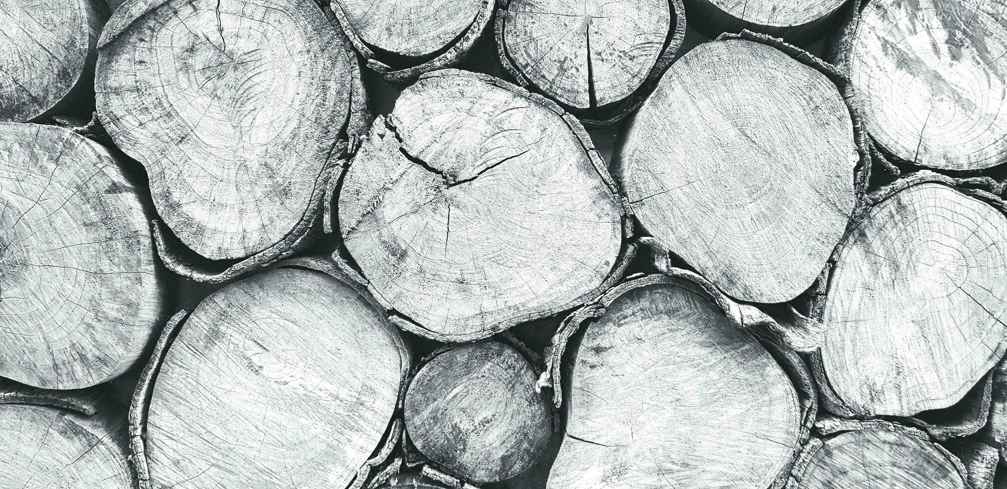 Many log, wood or timber stack for background in black and white tone. Art wallpaper, Natural material, Abstract and Round shape concept photo