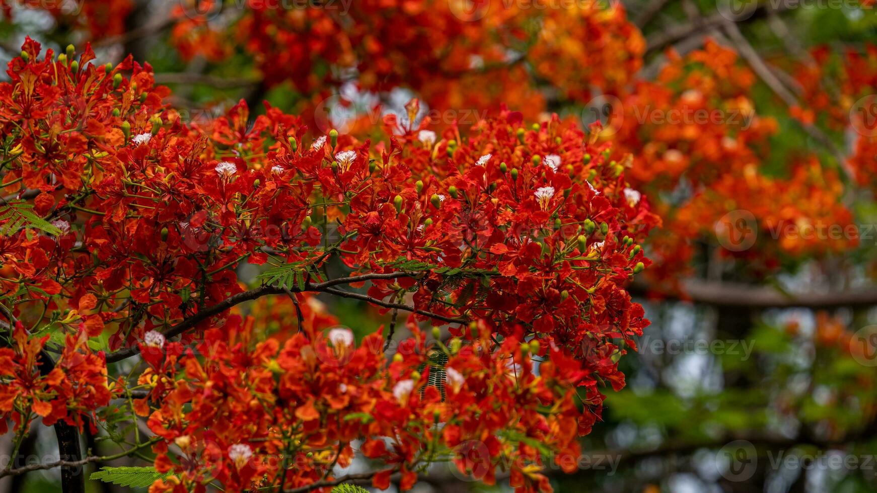 Flame tree with bright red flowers and seed pods photo