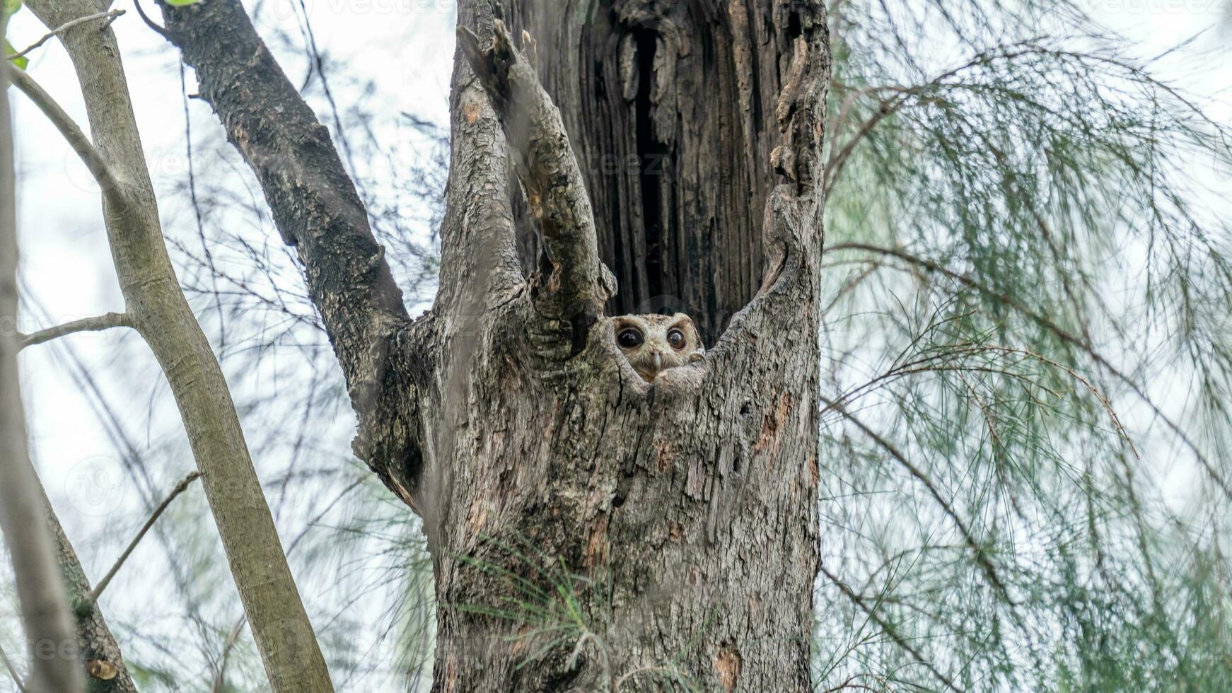 Collared scops owl in tree hollow photo