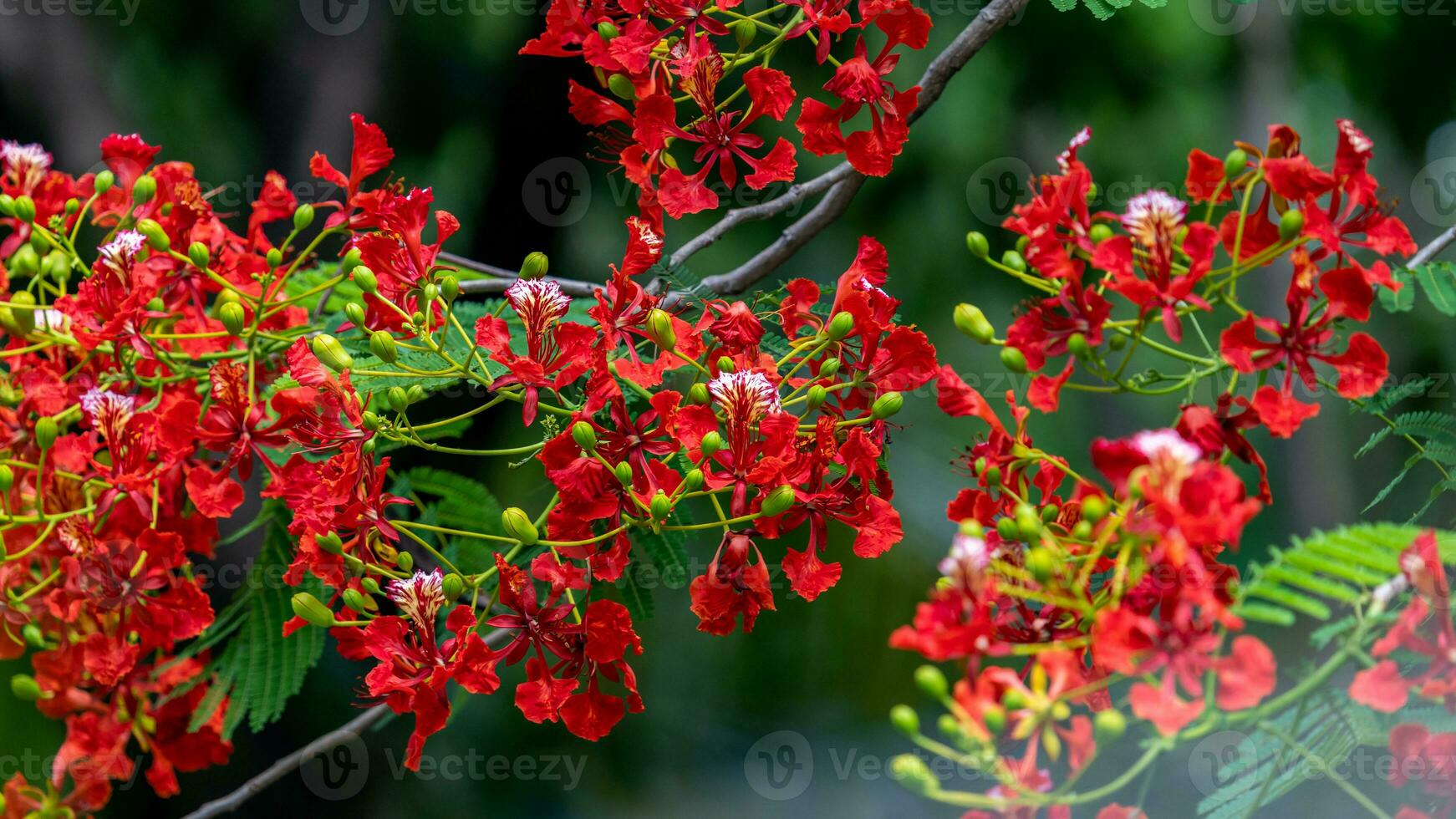 Flame tree with bright red flowers and seed pods photo