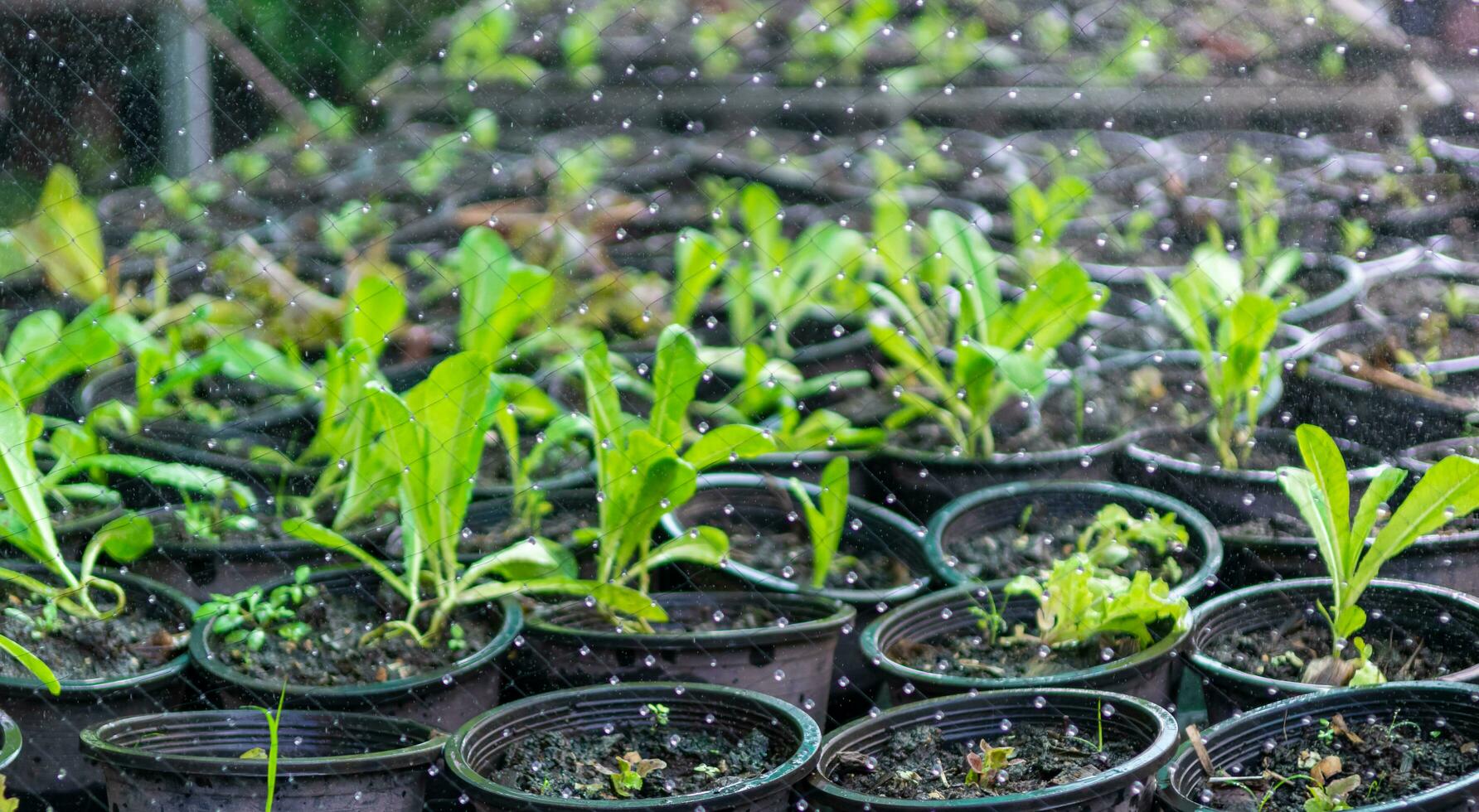 Vegetable plots a seedlings and water pools photo