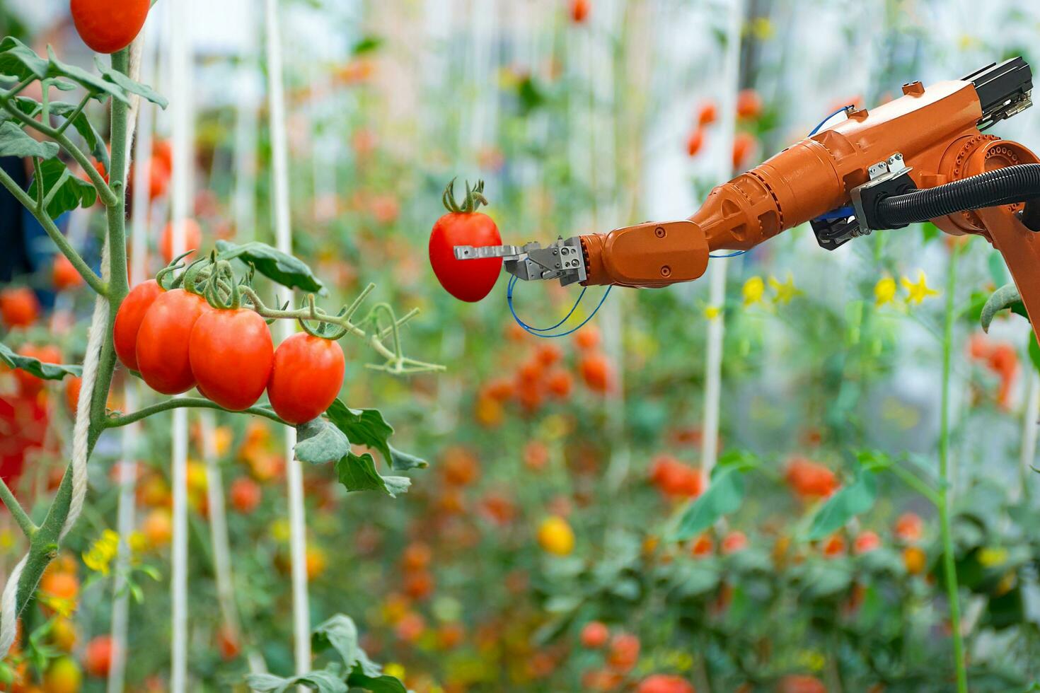 Smart robotic farmers in agriculture futuristic robot automation work harvest tomato photo