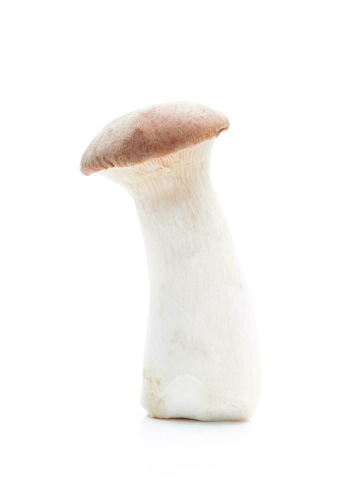 Mushroom on a white background photo