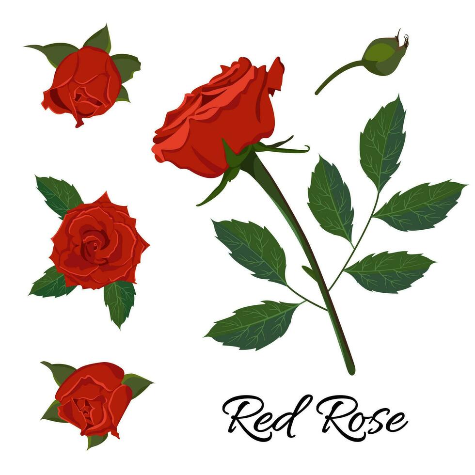 Vector image of a red rose with buds, stem and leaves. Isolated illustration of a garden flower.
