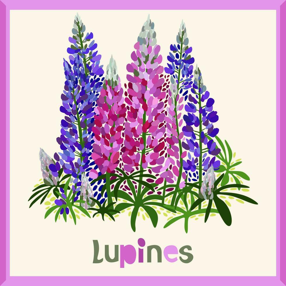 Lupines. Vector isolated illustration in frame with lettering
