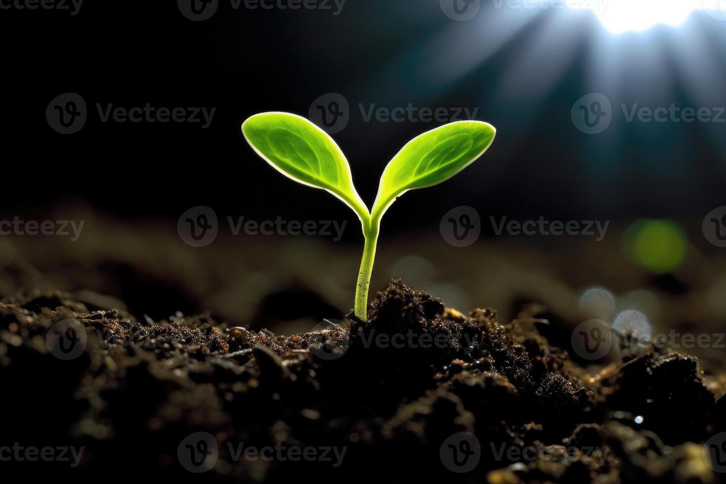 go green A seed is buried under light colored dark soil photo