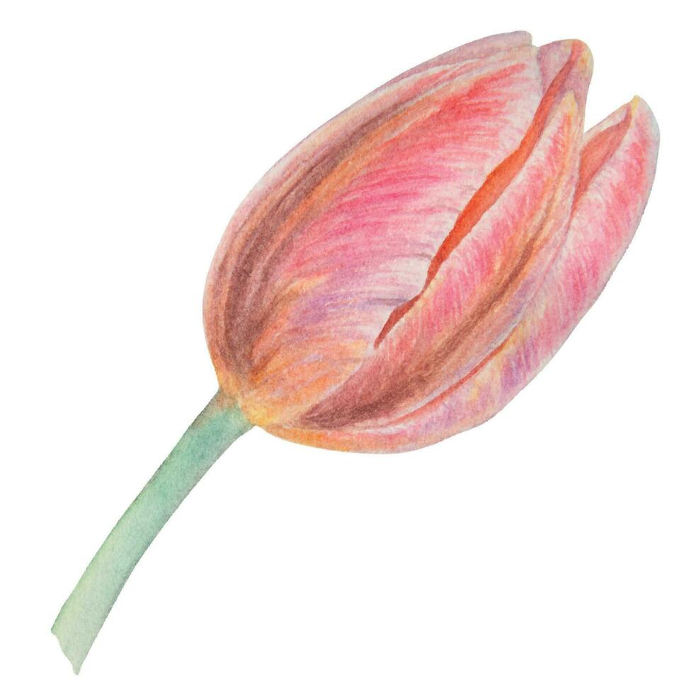 Watercolor realistic botanical illustration of pink tulip isolated on white background for your design, wedding print products, paper, invitations, cards, fabric, posters, card for Mother's day, MarcH vector