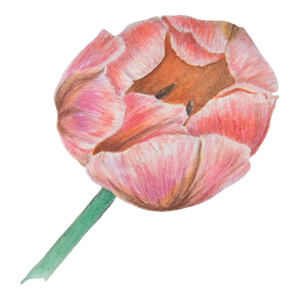 acuarela realista botánico ilustración de rosado tulipán aislado en blanco antecedentes para tu diseño, Boda impresión productos, papel, invitaciones, tarjetas, tela, carteles, tarjeta para de la madre día, marzo vector