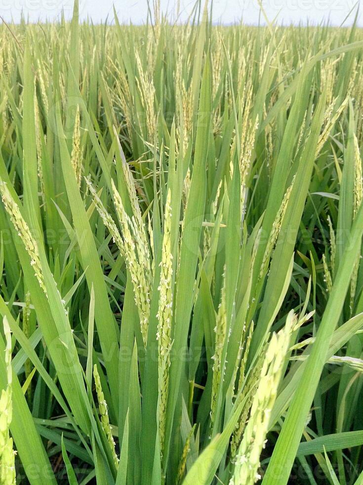 Rice start blooming with yellow white flowers photo