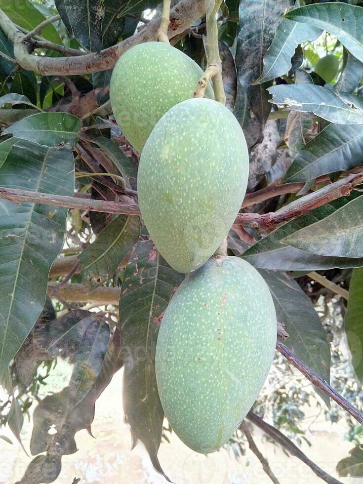 Green Organic Langra Mango Rajshahi nature photo