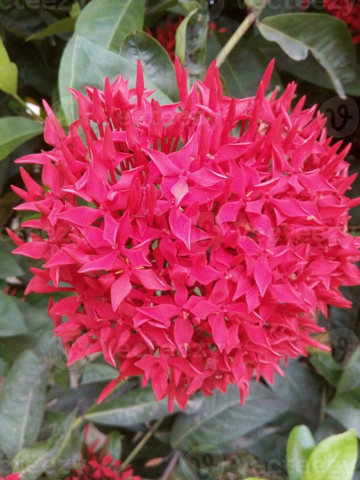 Ixora coccinea red flower blooming in garden green white leaf background photo