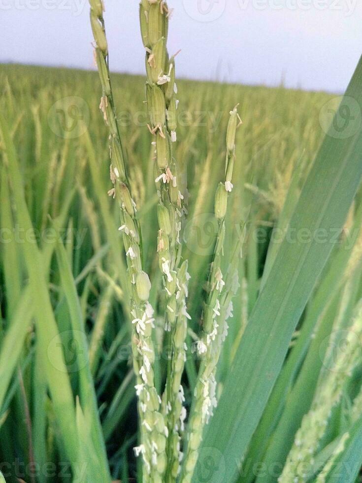 Green rice plants, green and yellow rice seeds for consumption as food photo