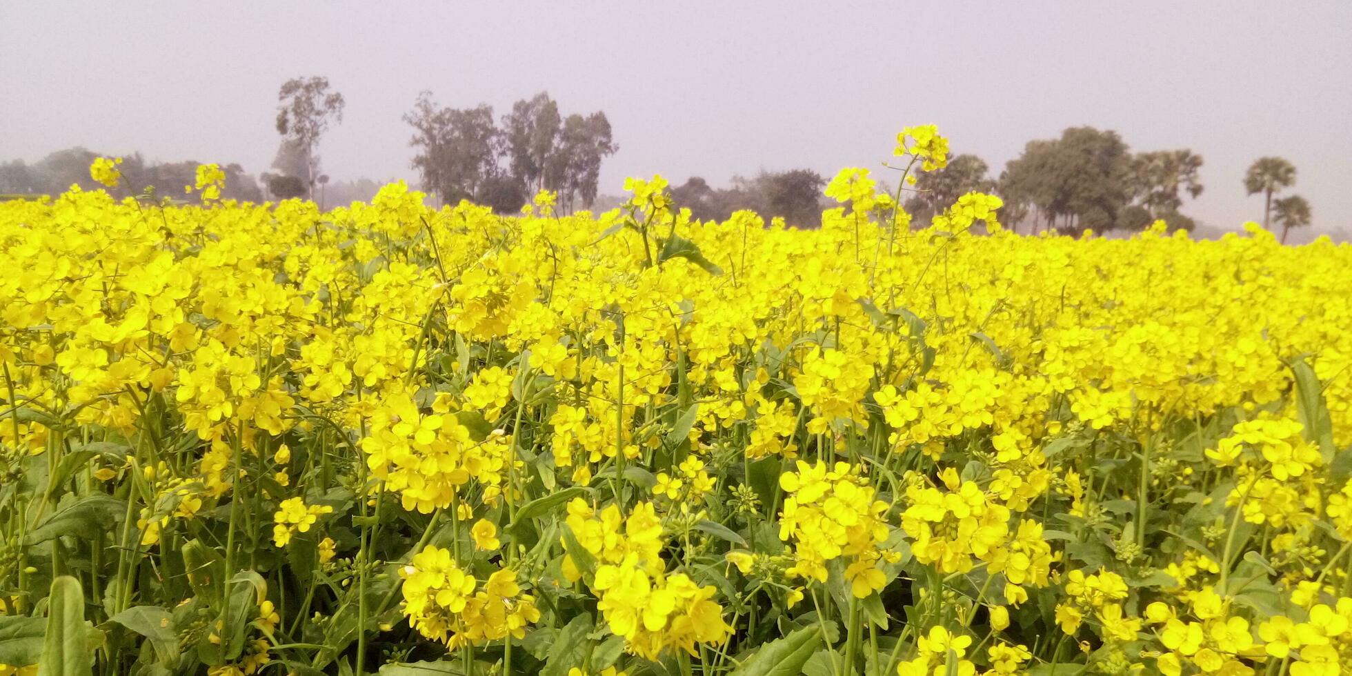 Mustard yellow flower nature picture in Bangladesh photo