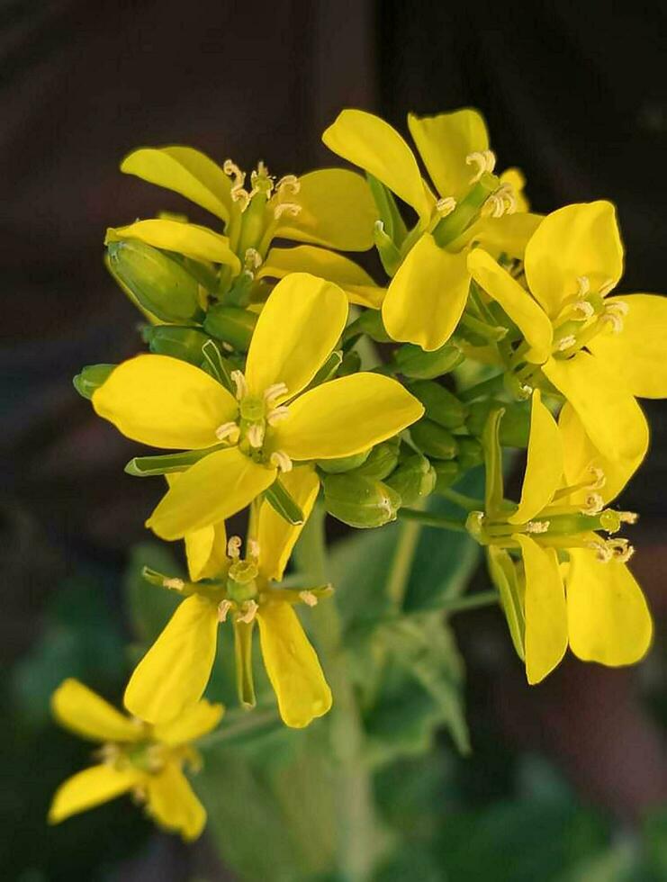 Mustard yellow flower nature picture in Bangladesh photo