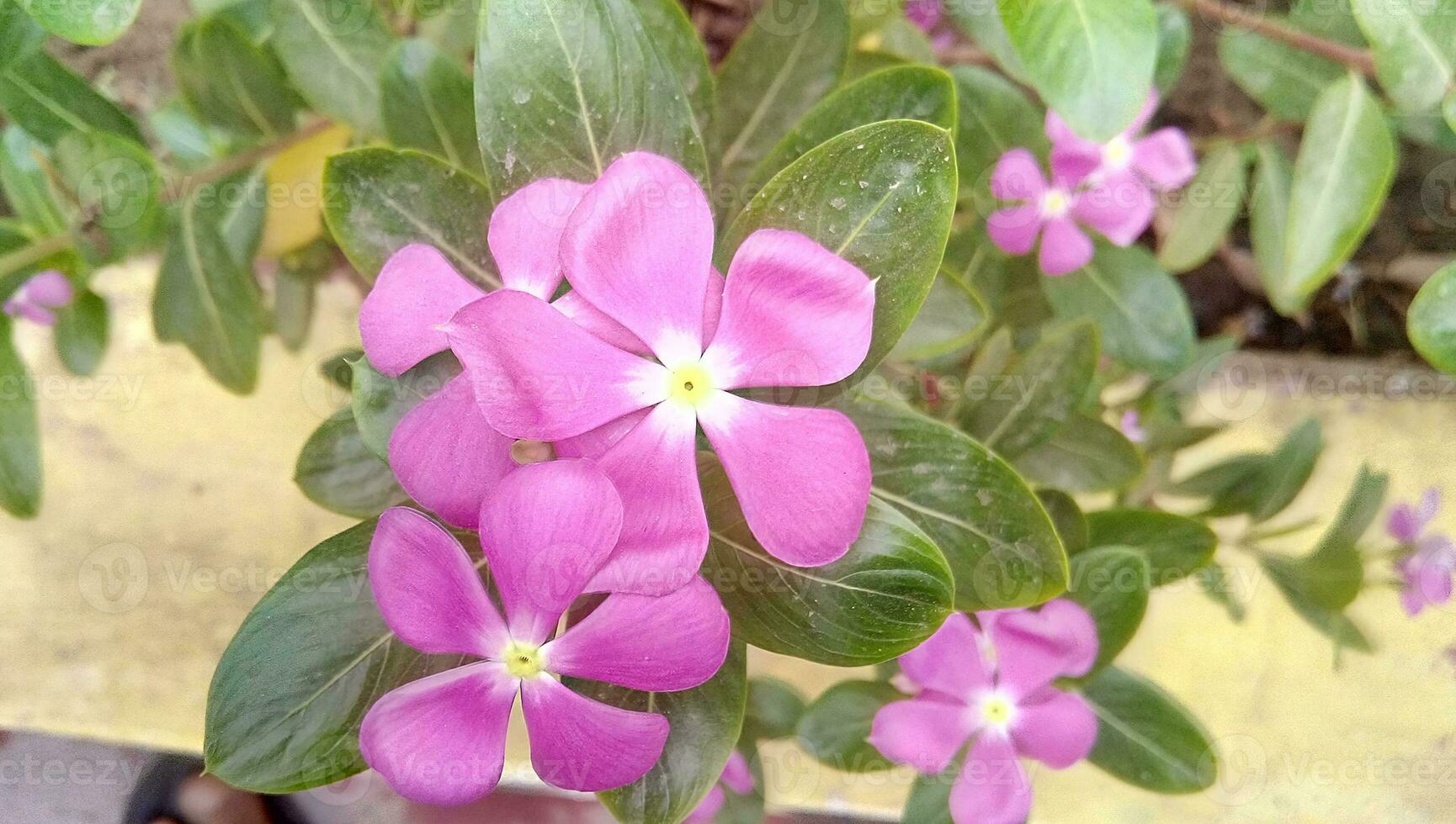 Beautiful pink color flower nature with green leaves Madagascar Periwinkle photo