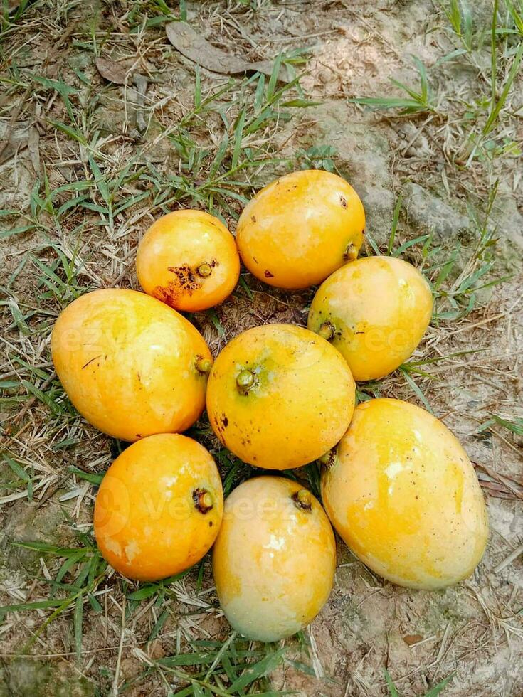 Ripe mangoes photo of Naogaon