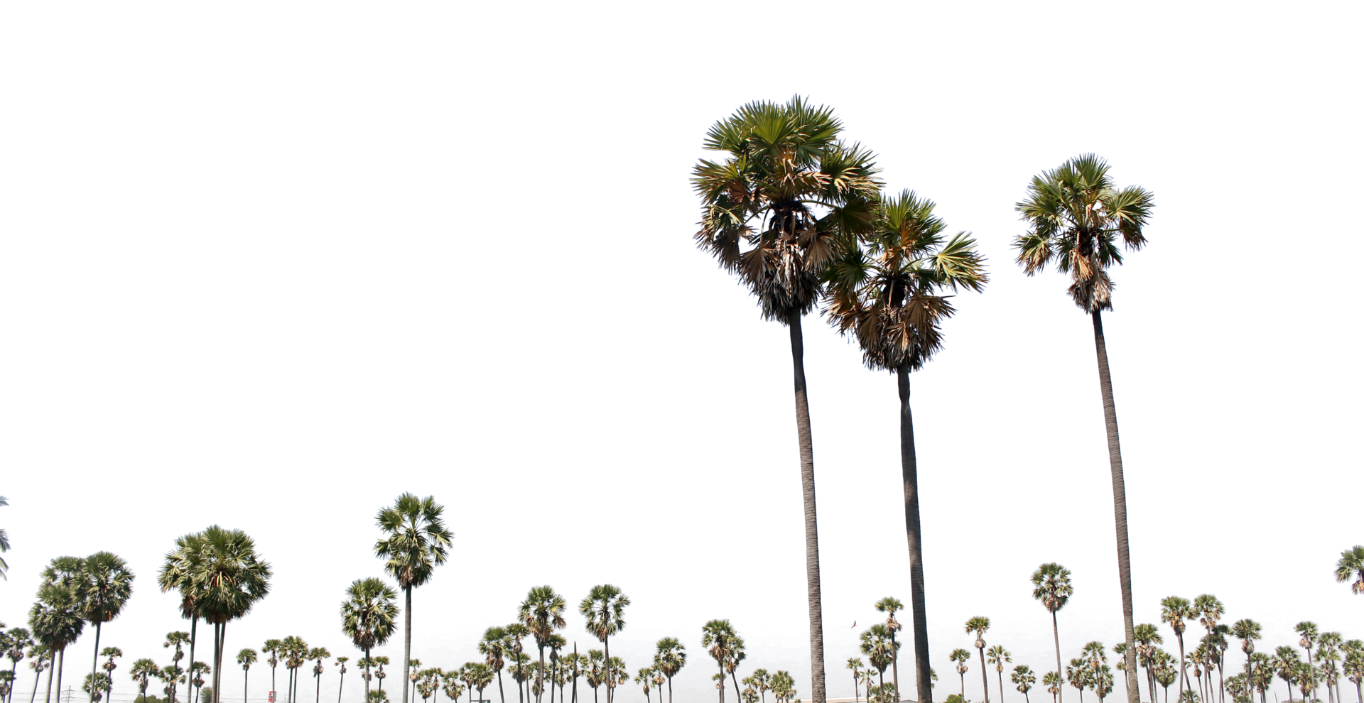 Asian Palmyra palm, Toddy palm, Sugar palm, on transparent background