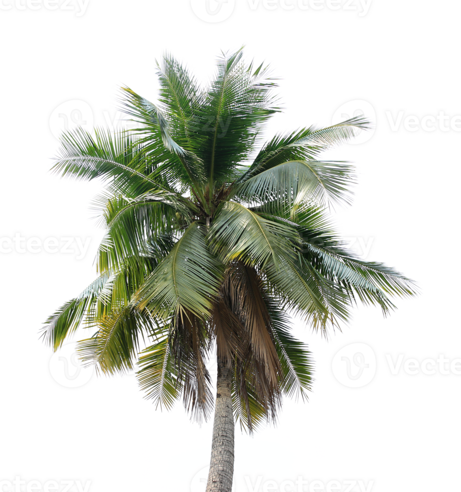 coconut palm tree on transparent background png file
