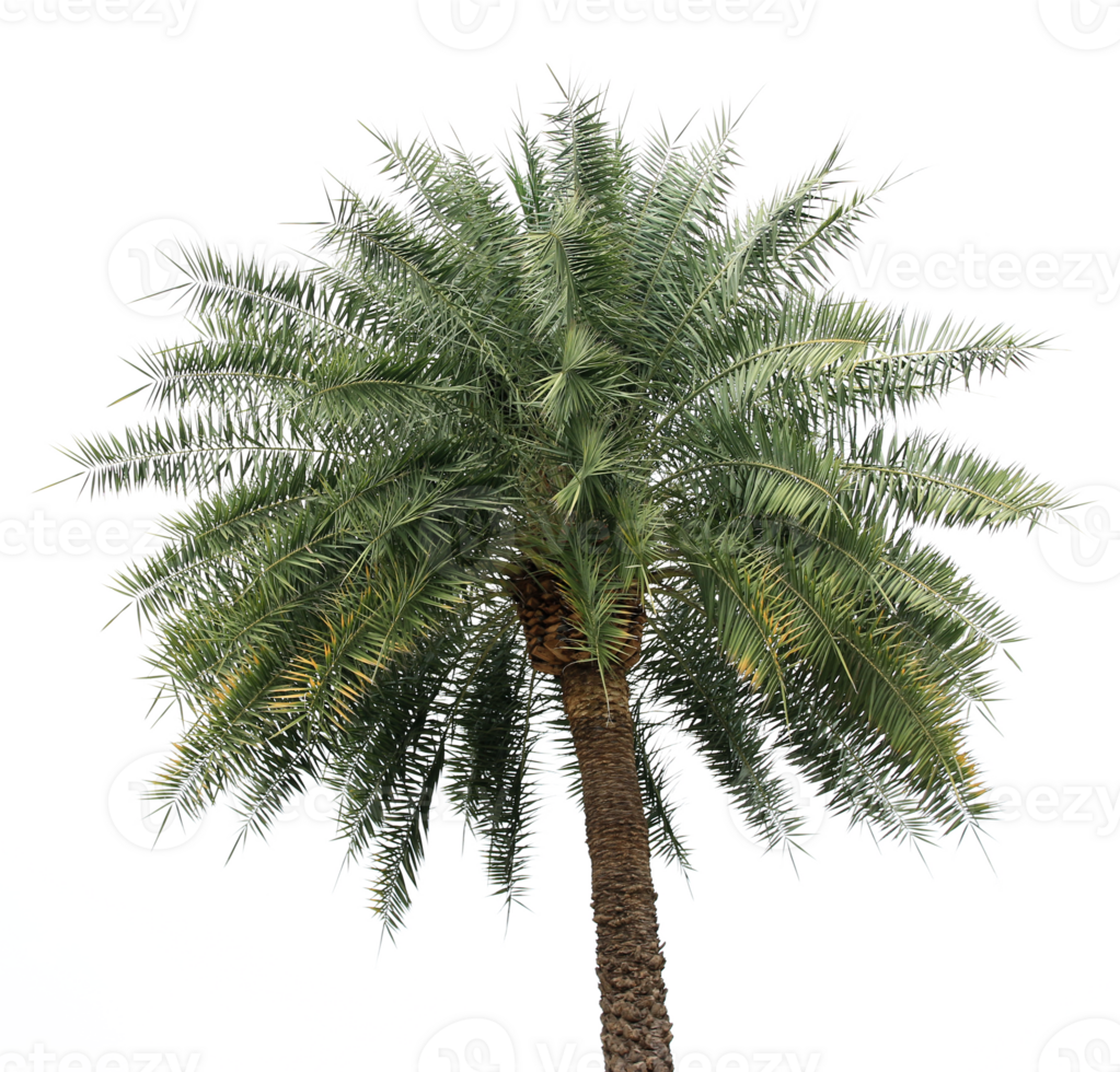 palm tree on transparent background png file