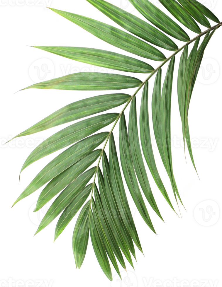 tropical green palm leaf on transparent background png file