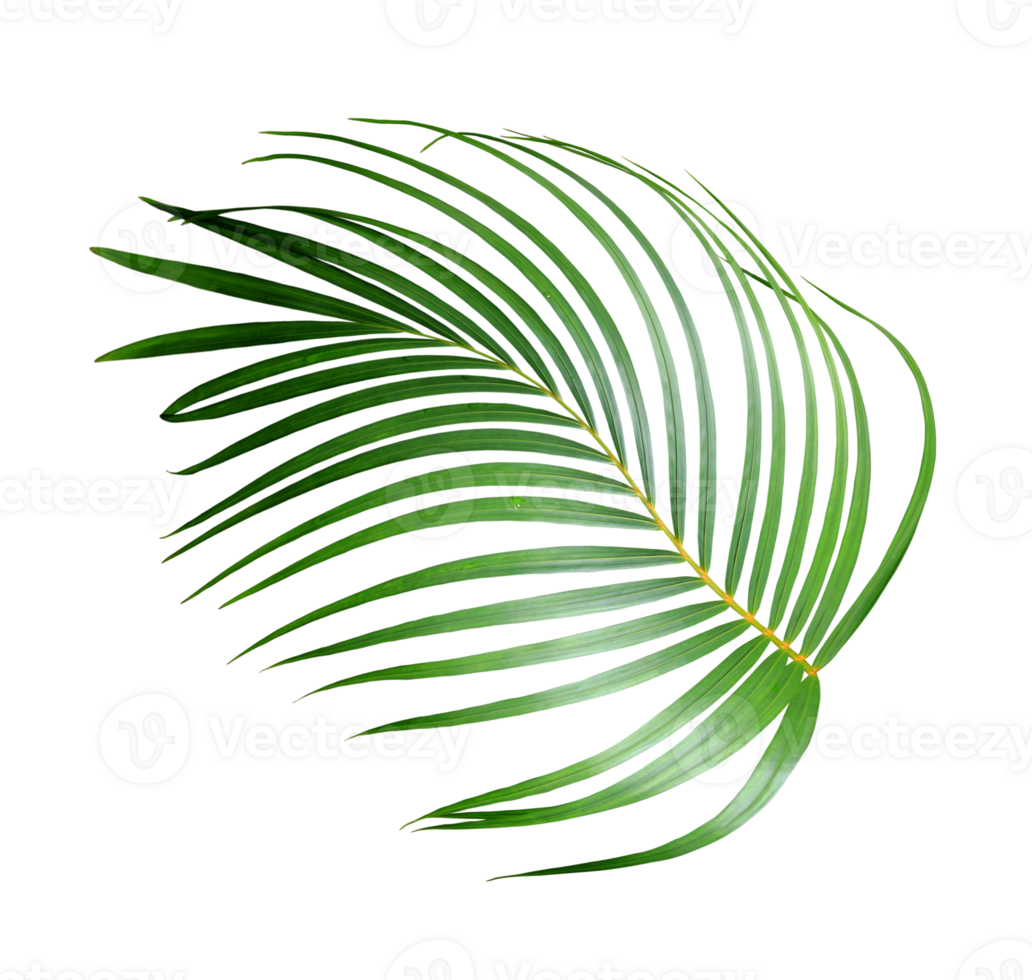 water drop on green leaf of palm tree on transparent background png file