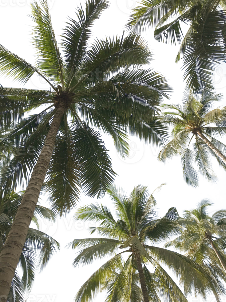 tropical palm tree in garden on transparent background png file