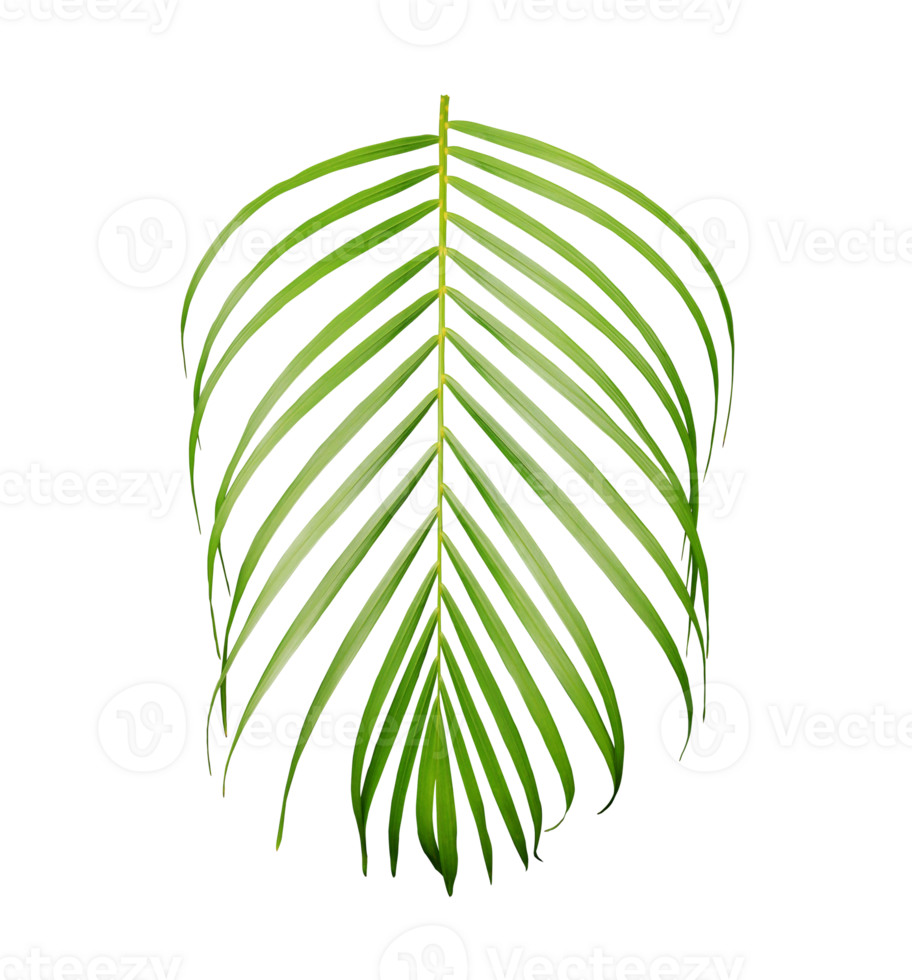 green leaf of palm tree transparent background png file