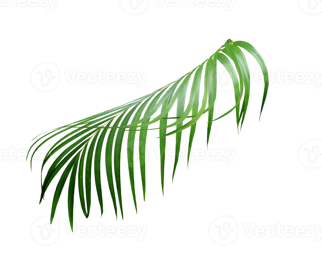 water drop on green leaf of palm tree on transparent background png file