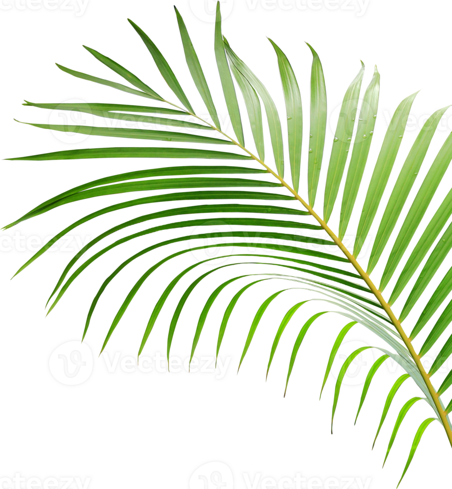 water drop on green leaf of palm tree on transparent background png file
