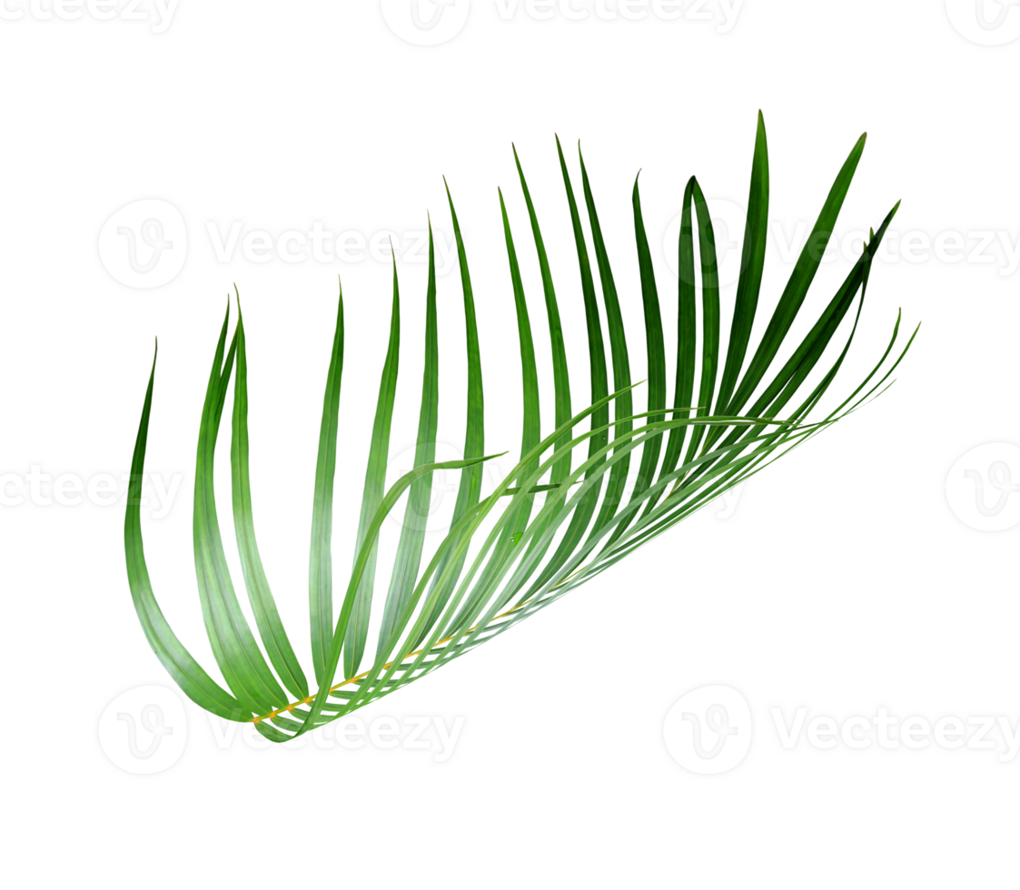 green leaf of palm tree transparent background png file