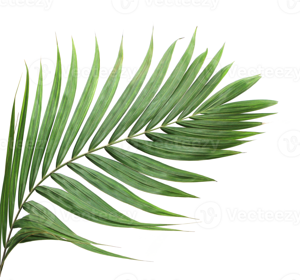 tropical green palm leaf on transparent background png file