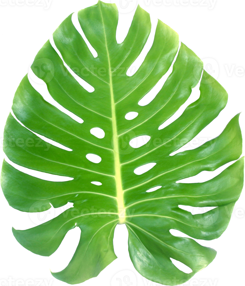 monstera leaf cutout on transparent background png file