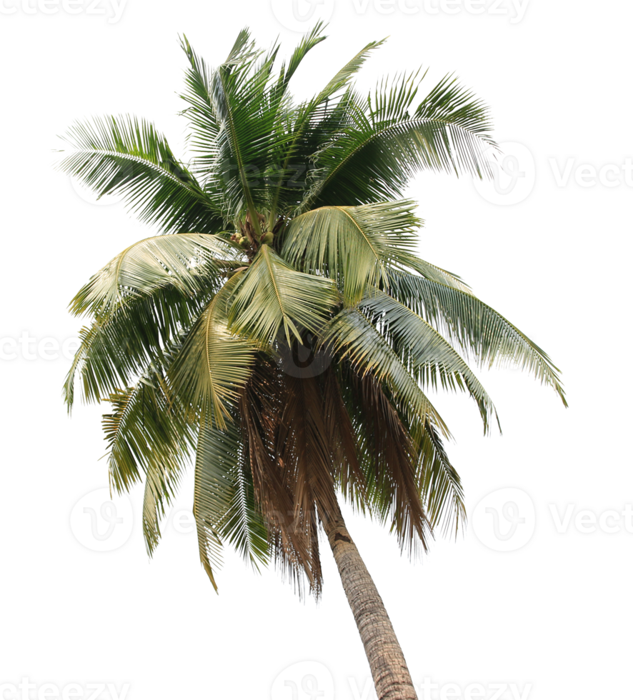 coconut palm tree on transparent background png file