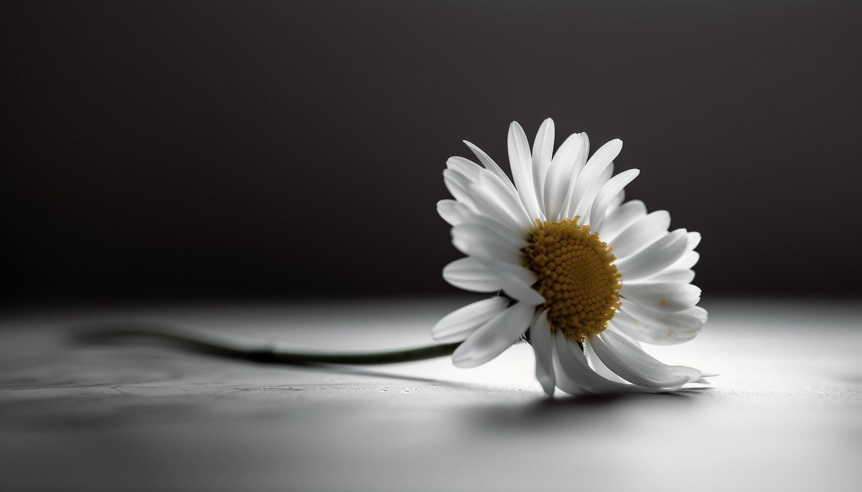 Bright chamomile petals add simplicity to still life generated by AI photo