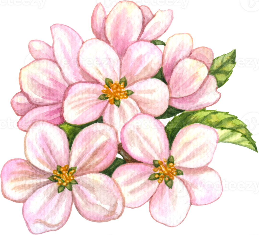 Pink Blossom flower watercolor png