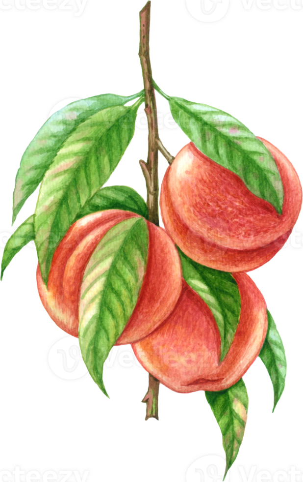 Peach fruit watercolor elements clipart png