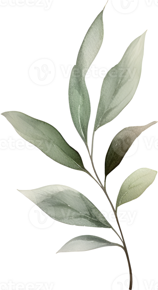 Green leaf watercolor element png