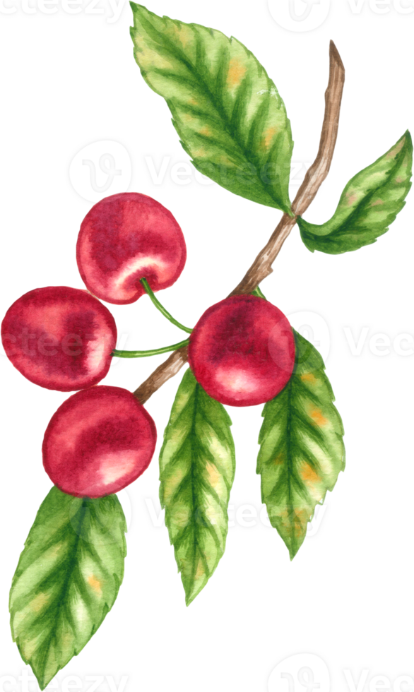 Cherry fruit watercolor elements clipart png