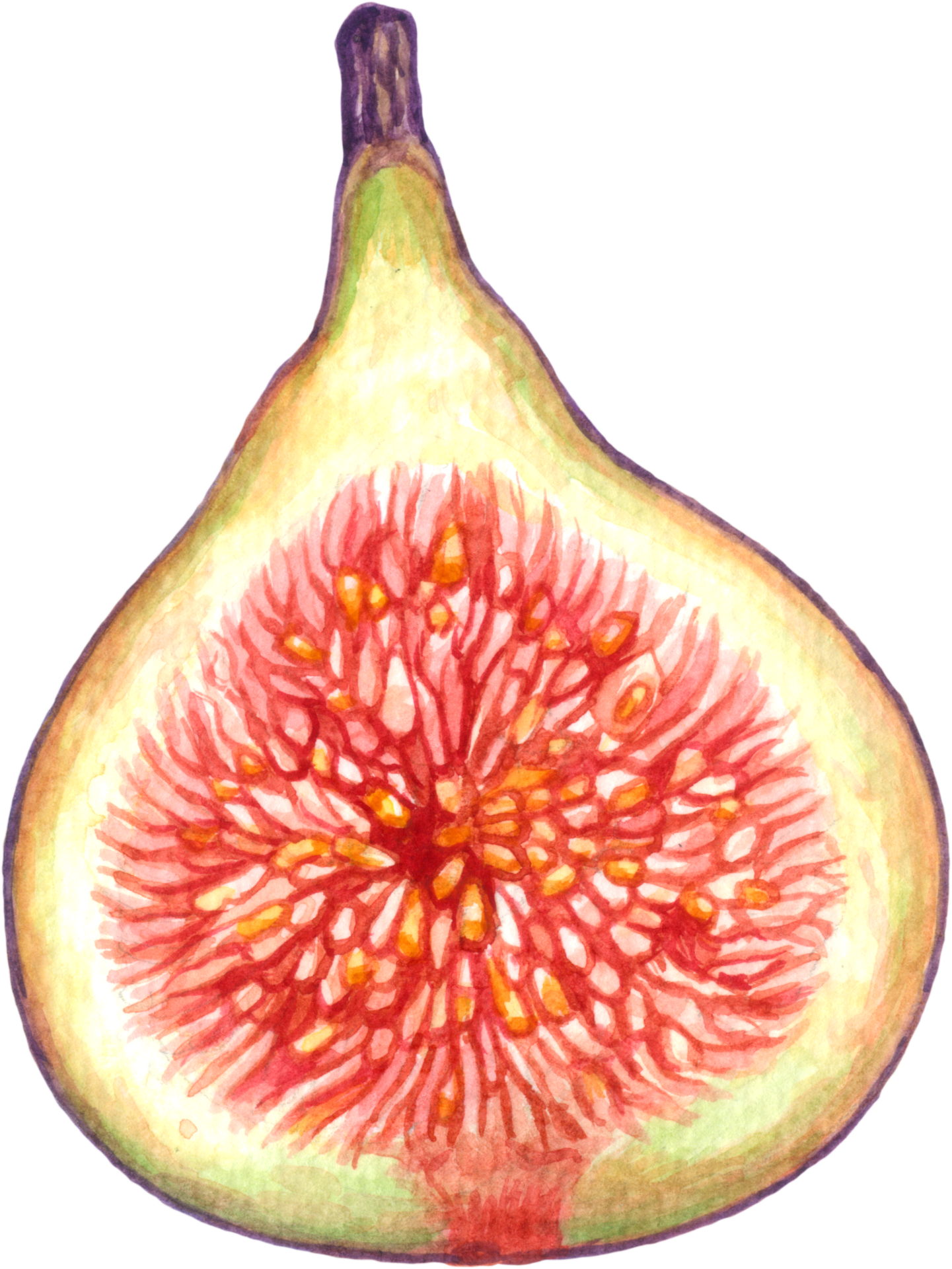 fig fruits images clipart