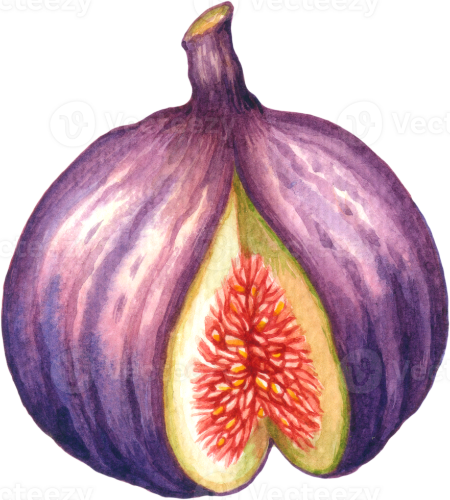 figues fruit aquarelle éléments clipart png