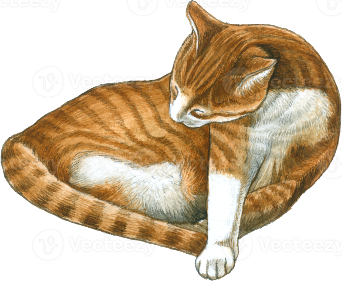 Cat lover watercolor adorable animal png