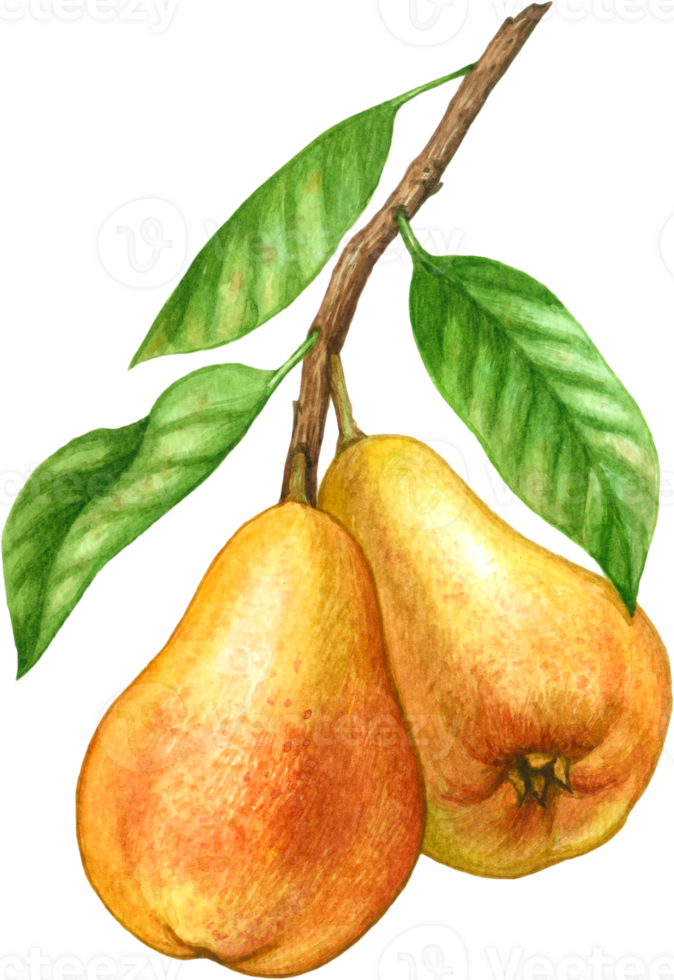 Pear fruit watercolor elements clipart png