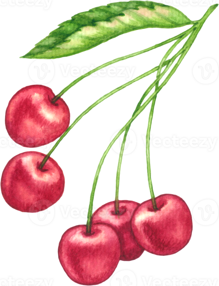 Cherry fruit watercolor elements clipart png
